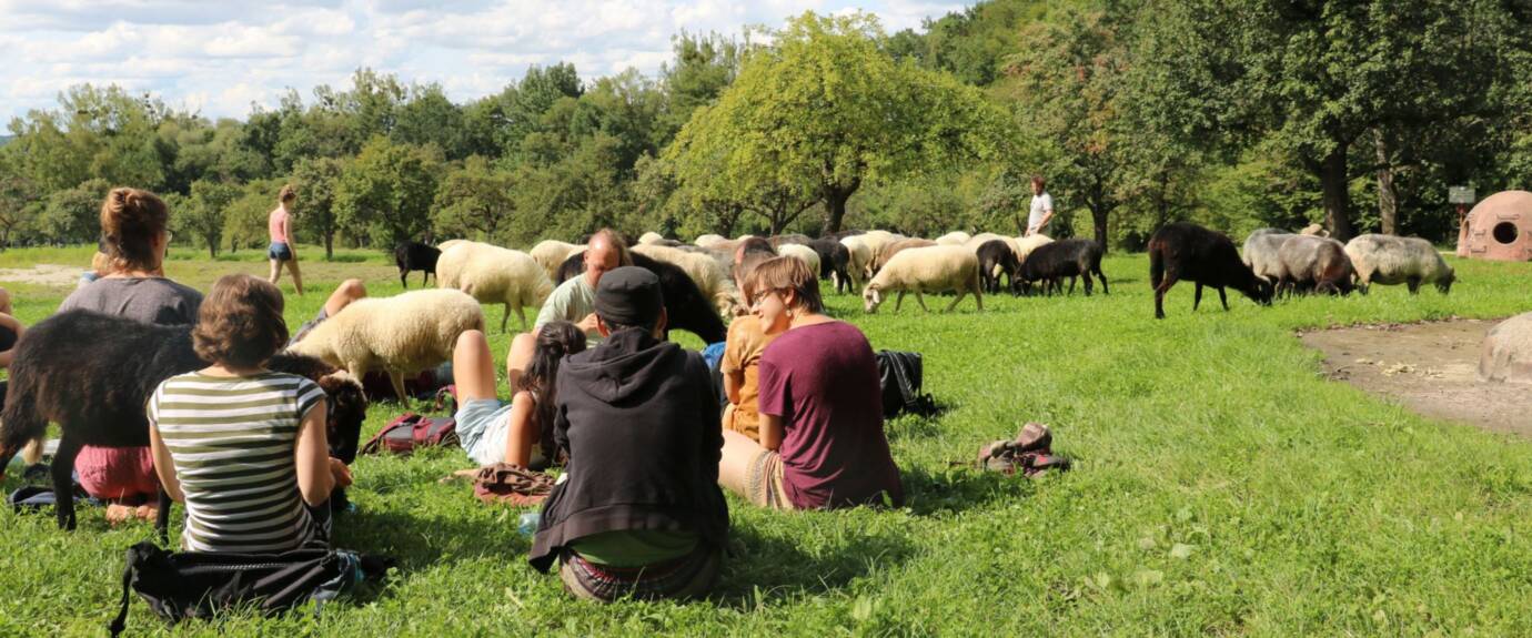 Menschen sitzen im Park mit Schafen.