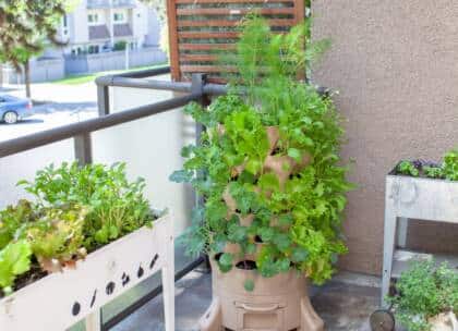 Balkongarten mit Gemüse und Kräutern.