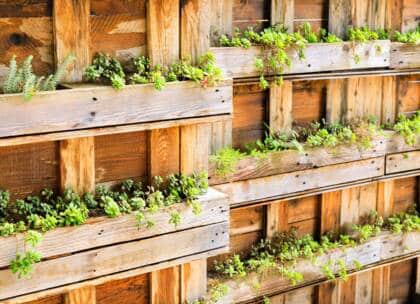 Vertikaler Garten aus Holzpaletten mit Pflanzen