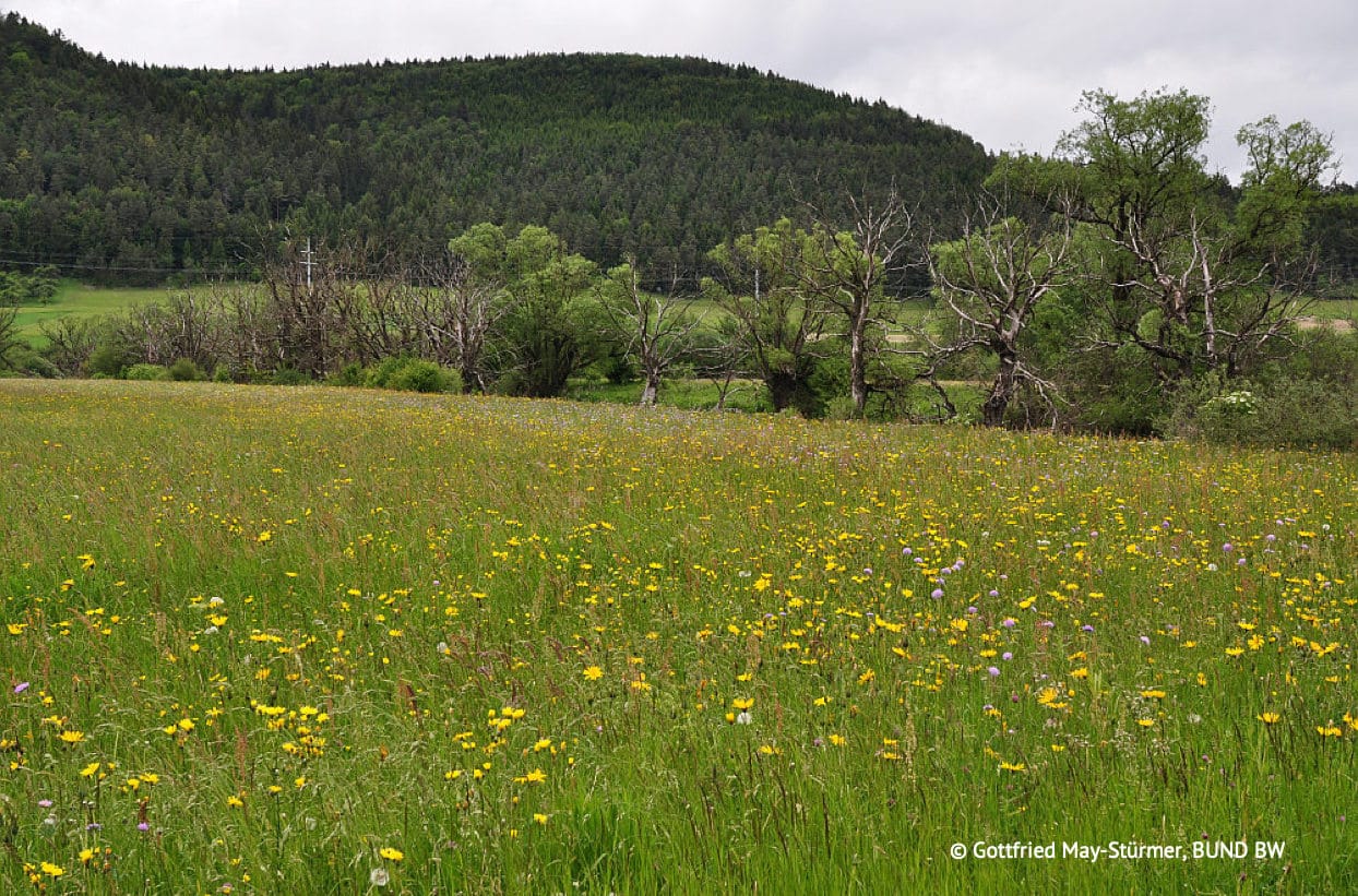Blühende Wiesen vor bewaldetem Hügel